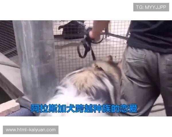 从曾经求种如狗到如今撸完嫌人丑,这段爱情的蜕变背后究竟藏着什么秘密 从曾经求种如狗到如今撸完嫌人丑,这段爱情的蜕变背后究竟藏着什么秘密